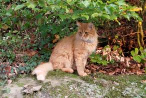 Vermisstmeldung Katze rassenmischung Männliche , 5 jahre Molondin Schweiz