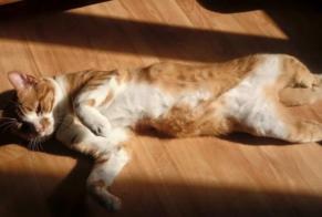 Vermisstmeldung Katze Männliche , 10 jahre Sury-le-Comtal Frankreich