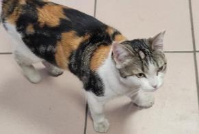 Fundmeldung Katze rassenmischung Weiblich Roubaix Frankreich