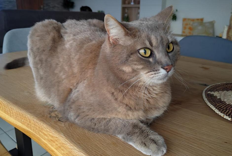 Vermisstmeldung Katze rassenmischung Weiblich , 16 jahre Seyssinet-Pariset Frankreich