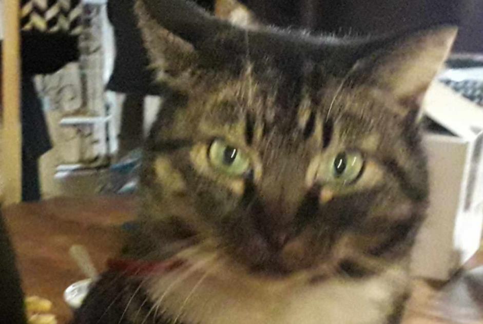 Vermisstmeldung Katze  Weiblich , 10 jahre Busserolles Frankreich