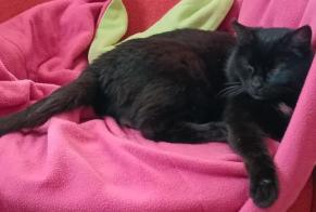Vermisstmeldung Katze Weiblich , 12 jahre Nivillac Frankreich
