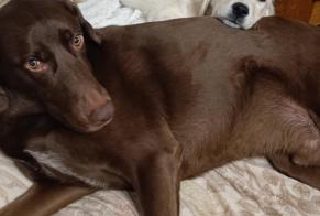 Vermisstmeldung Hund rassenmischung Männliche , 5 jahre Blaisy-Bas Frankreich