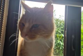 Fundmeldung Katze Männliche Ploeren Frankreich