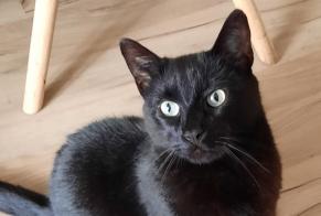 Vermisstmeldung Katze Männliche , 6 jahre Dol-de-Bretagne Frankreich