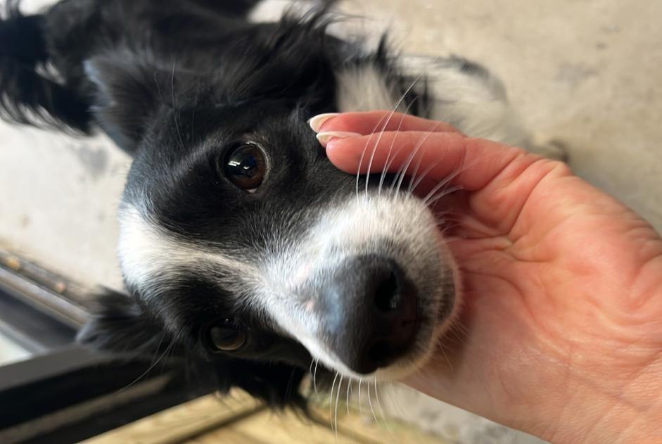 Fundmeldung Hund rassenmischung Männliche Urrugne Frankreich