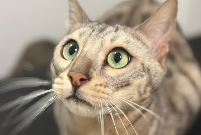 Vermisstmeldung Katze  Männliche , 4 jahre Vincennes Frankreich