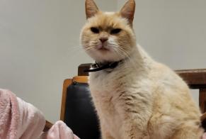 Vermisstmeldung Katze Männliche , 7 jahre Miélan Frankreich