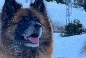 Vermisstmeldung Hund rassenmischung Männliche , 0 jahre Aywaille Belgien