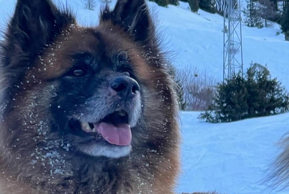 Vermisstmeldung Hund rassenmischung Männliche , 0 jahre Aywaille Belgien