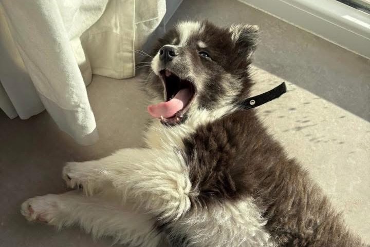 Vermisstmeldung Hund rassenmischung Männliche , 0 jahre Aywaille Belgien