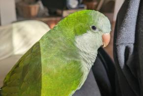 Vermisstmeldung Vogel Männliche , 2025 jahre Moissac Frankreich