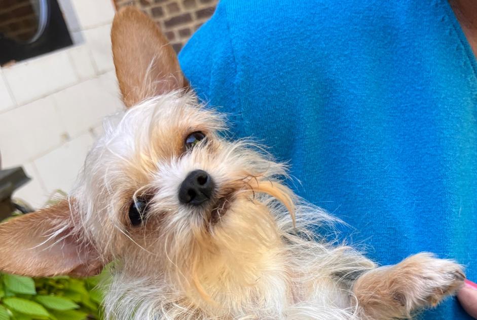 Fundmeldung Hund  Männliche Jodoigne Belgien