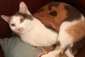 Vermisstmeldung Katze rassenmischung Weiblich , 4 jahre Colmar Frankreich