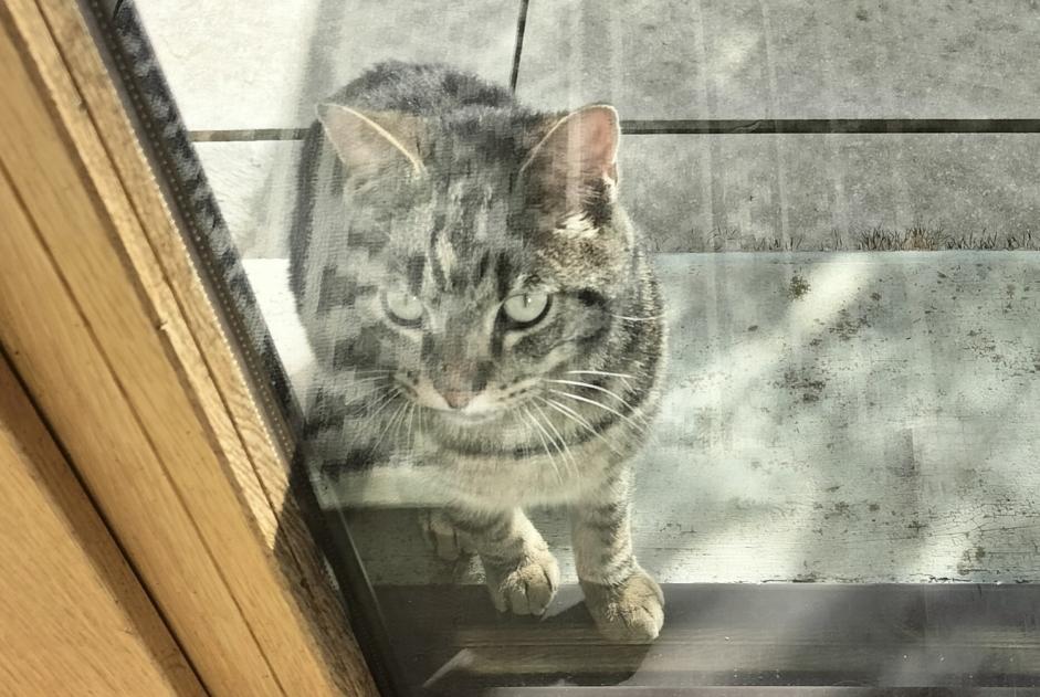 Fundmeldung Katze rassenmischung Männliche Les Premiers Sapins Frankreich