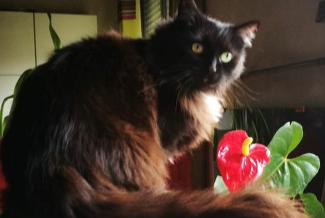 Vermisstmeldung Katze rassenmischung Weiblich , 16 jahre Talant Frankreich
