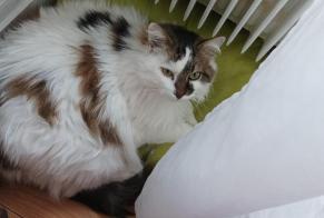 Vermisstmeldung Katze rassenmischung Weiblich , 14 jahre Busy Frankreich