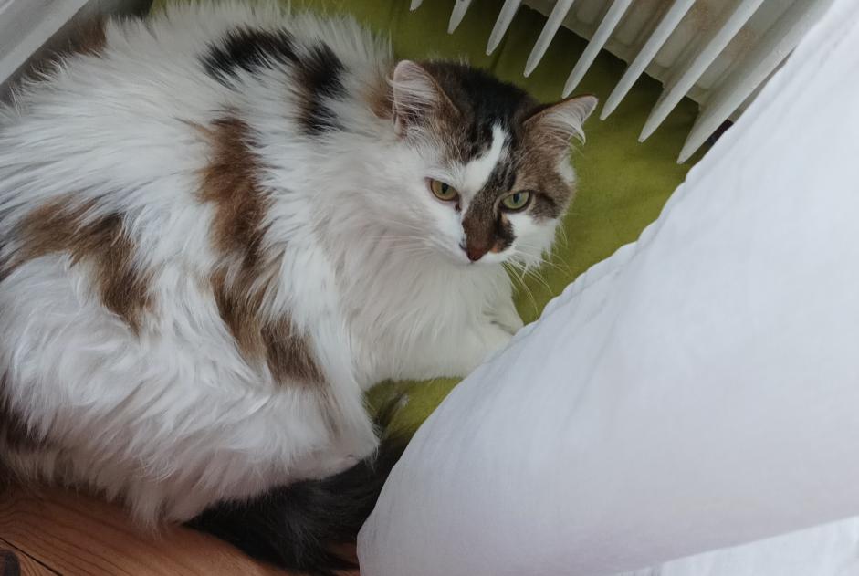 Vermisstmeldung Katze rassenmischung Weiblich , 14 jahre Busy Frankreich