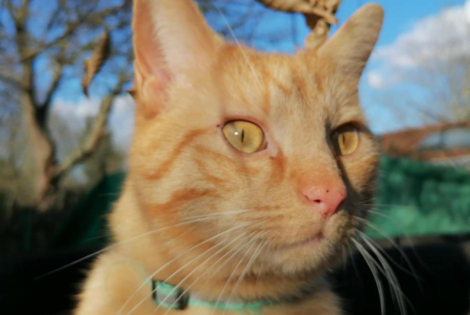 Vermisstmeldung Katze rassenmischung Männliche , 4 jahre Wavre Belgien