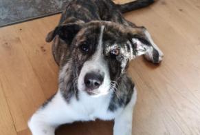 Vermisstmeldung Hund rassenmischung Weiblich , 3 jahre Caylus Frankreich