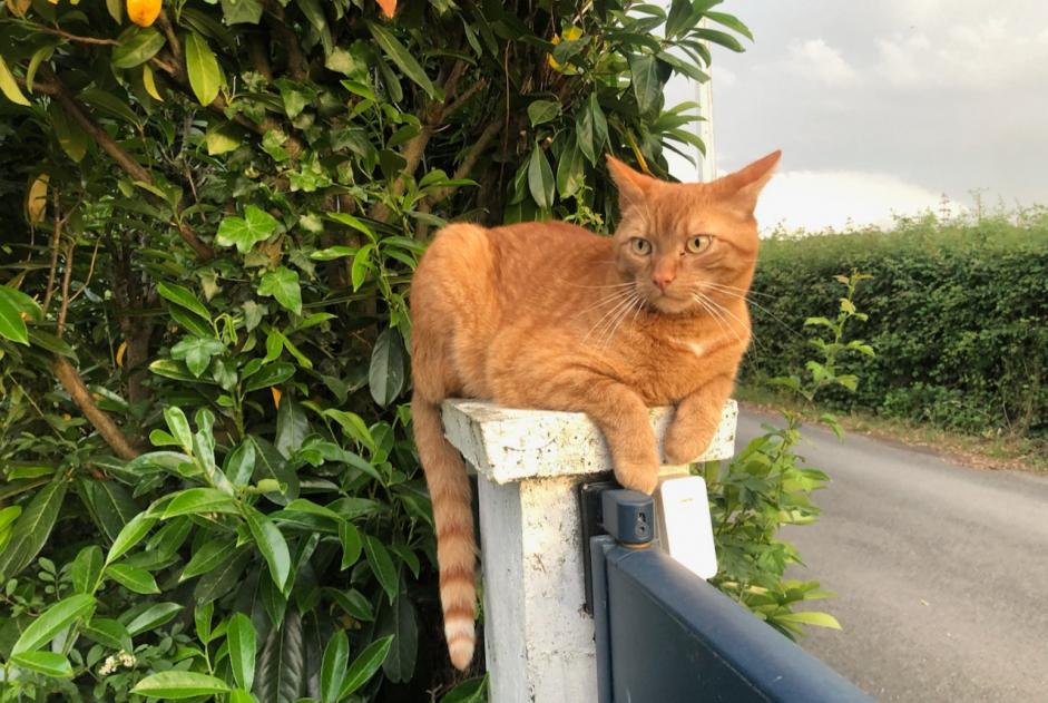 Vermisstmeldung Katze rassenmischung Männliche , 7 jahre Orée d'Anjou Frankreich