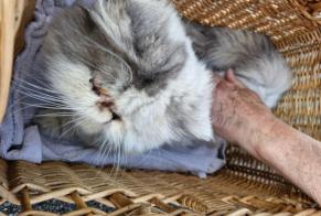 Fundmeldung Katze  Weiblich Lambersart Frankreich