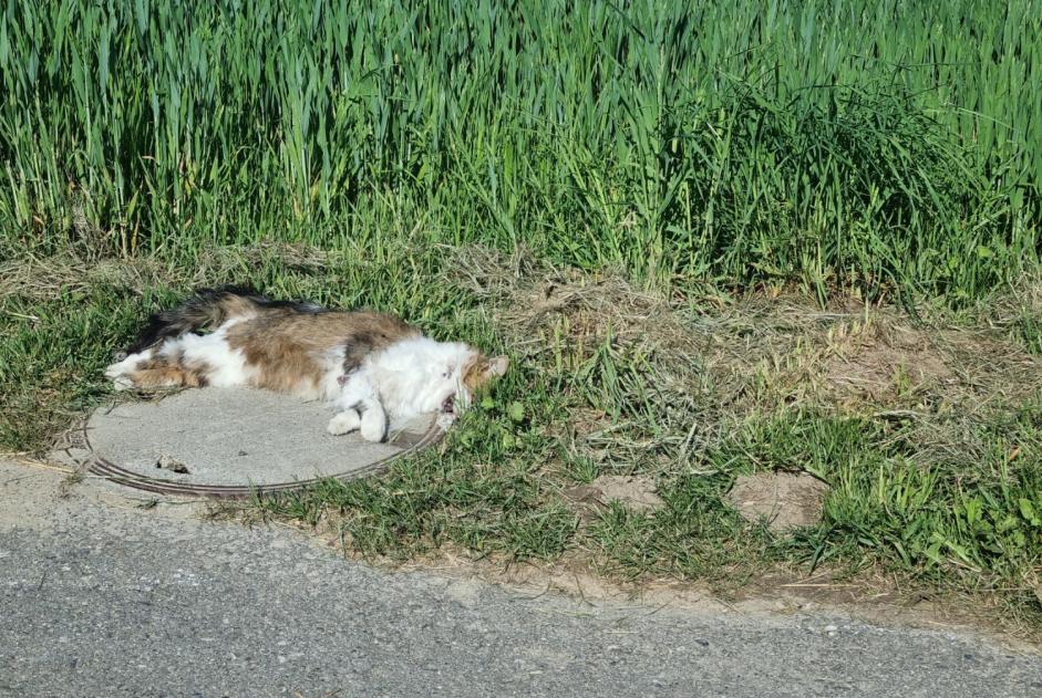 Fundmeldung Katze Unbekannt Estavayer Schweiz