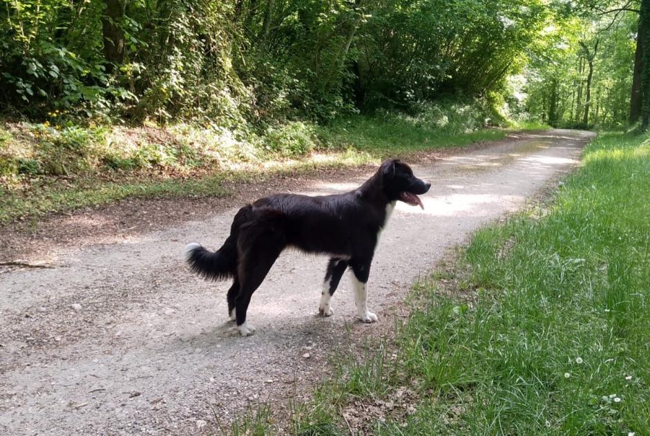 Vermisstmeldung Hund rassenmischung Männliche , 0 jahre Antonne-et-Trigonant Frankreich