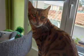 Vermisstmeldung Katze  Weiblich , 3 jahre Lunéville Frankreich