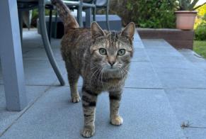 Fundmeldung Katze Unbekannt Grez-Doiceau Belgien