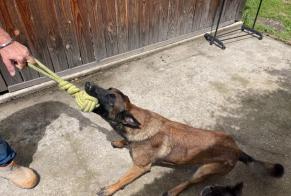 Fundmeldung Hund  Männliche Bassignac-le-Bas Frankreich