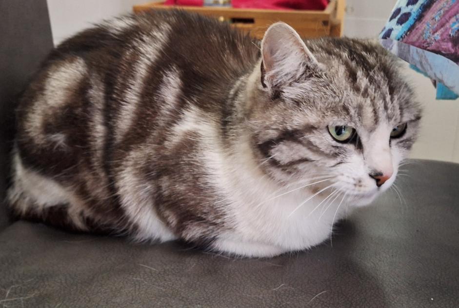Vermisstmeldung Katze rassenmischung Weiblich , 6 jahre Caudan Frankreich