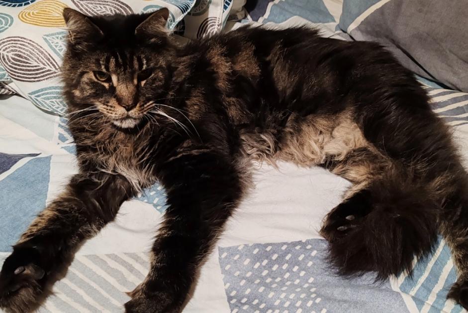 Vermisstmeldung Katze  Männliche , 7 jahre Les Martres-de-Veyre Frankreich