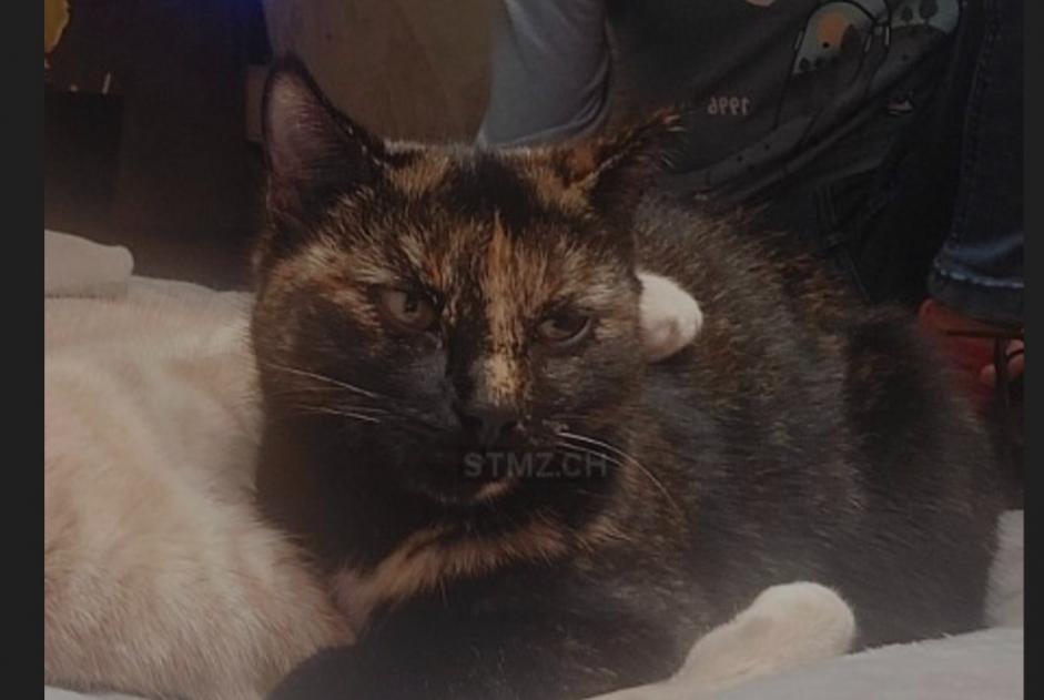 Vermisstmeldung Katze Weiblich , 2 jahre Muntelier Schweiz