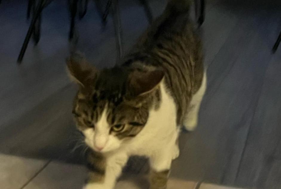 Vermisstmeldung Katze  Männliche , 1 jahre Echandens Schweiz
