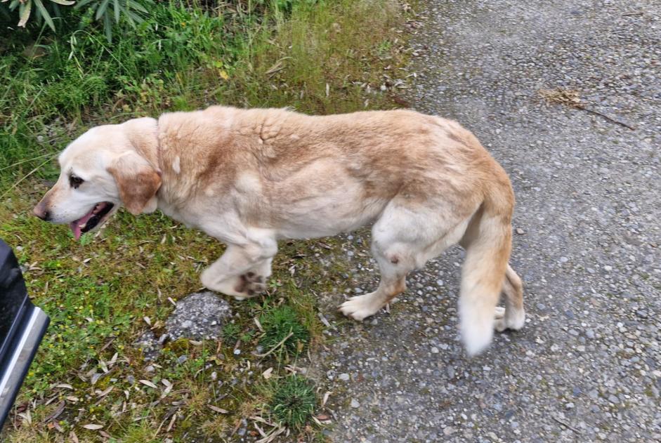 Fundmeldung Hund  Unbekannt Saverdun Frankreich