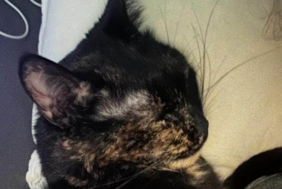 Vermisstmeldung Katze  Weiblich , 6 jahre Luisant Frankreich