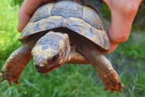 Fundmeldung Andere Tortue Unbekannt Fribourg Schweiz