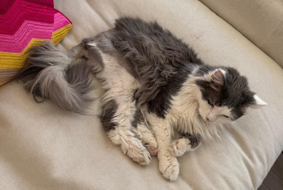 Vermisstmeldung Katze rassenmischung Männliche , 19 jahre Amboise Frankreich