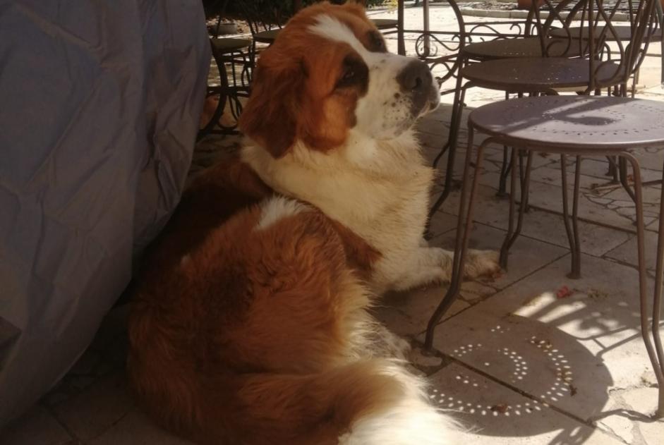 Vermisstmeldung Hund  Weiblich , 2 jahre Poncins Frankreich