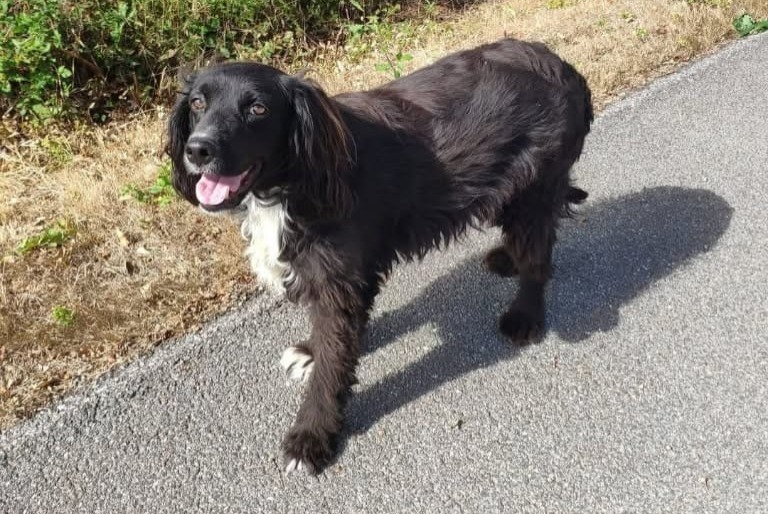 Vermisstmeldung Hund Weiblich , 6 jahre Froidfond Frankreich
