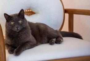 Vermisstmeldung Katze Männliche , 13 jahre Morges Schweiz
