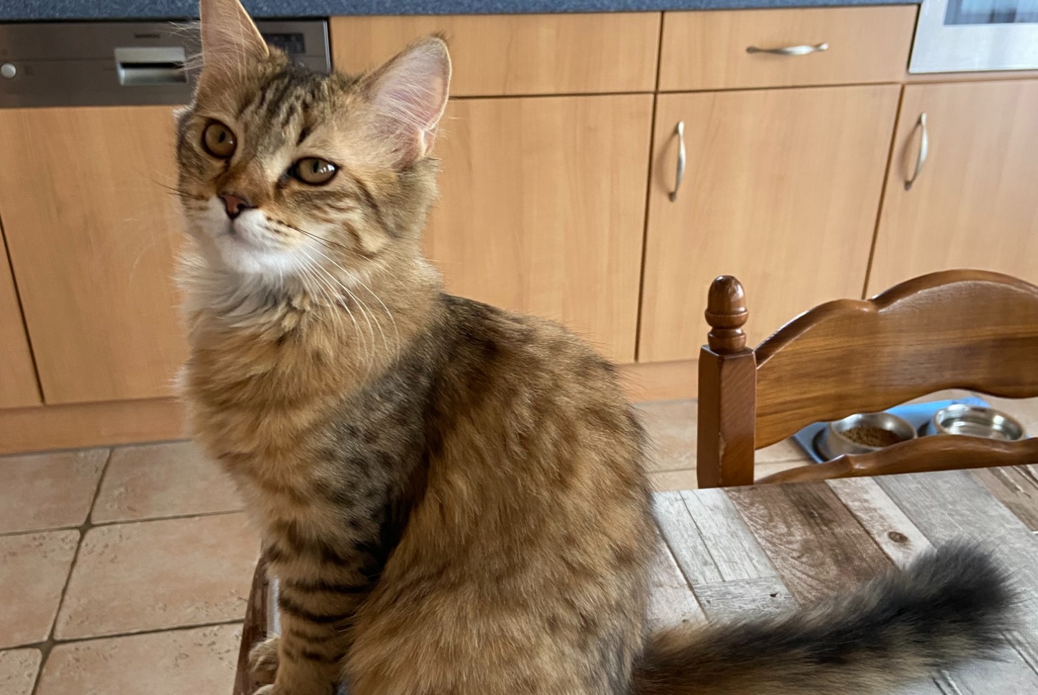 Vermisstmeldung Katze  Weiblich , 1 jahre L'Isle Schweiz