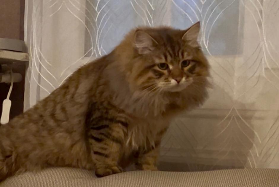 Vermisstmeldung Katze  Männliche , 1 jahre Romainville Frankreich