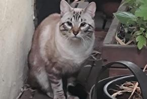 Fundmeldung Katze Unbekannt Saint-Étienne Frankreich