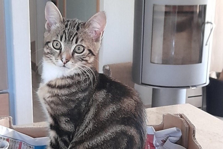 Vermisstmeldung Katze rassenmischung Männliche , 0 jahre Calmont Frankreich Vermisstmeldung Katze rassenmischung Männliche , 0 jahre Calmont Frankreich