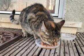 Fundmeldung Katze Weiblich Conan Frankreich