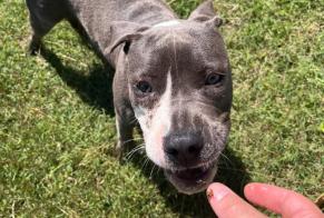 Fundmeldung Hund  Männliche , 1 Jahr Saint-François Frankreich