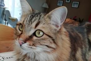 Vermisstmeldung Katze Männliche , 7 jahre Capdenac-Gare Frankreich