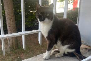 Vermisstmeldung Katze Männliche , 10 jahre Montpellier Frankreich